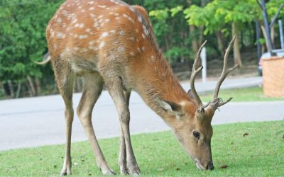 Landscape Tips – July 2024 What our The View Author has Learned in Doing Battle with the Deer for 30 Years