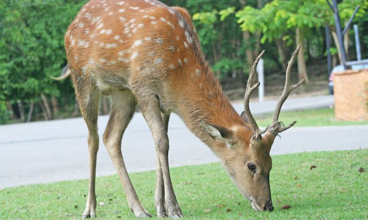 Landscape Tips – July 2024 What our The View Author has Learned in Doing Battle with the Deer for 30 Years